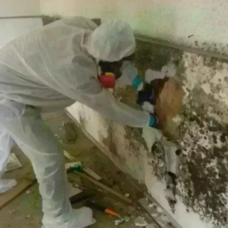 Mold Remediation and Removal in Tontitown, AR